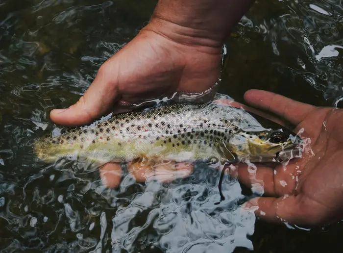 Releasing a trout